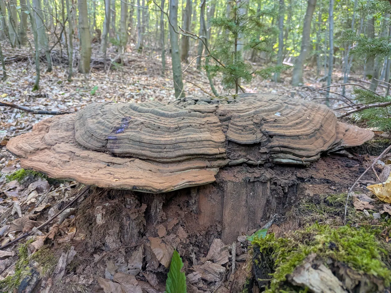 Obrovská plodnice, podle zavalitosti nejspíš lesklokorka tmavá