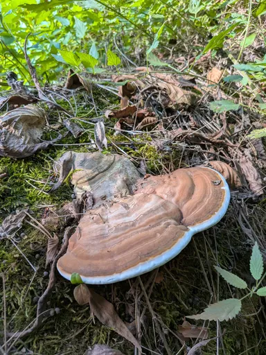 Mladá lesklokorka ploská s hnědě pruhovaným kloboukem a bílým narůstajícím okrajem