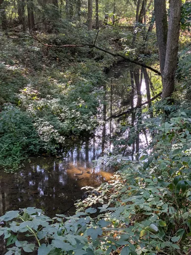 Tůň pod stromy s odrazem větví na klidné hladině