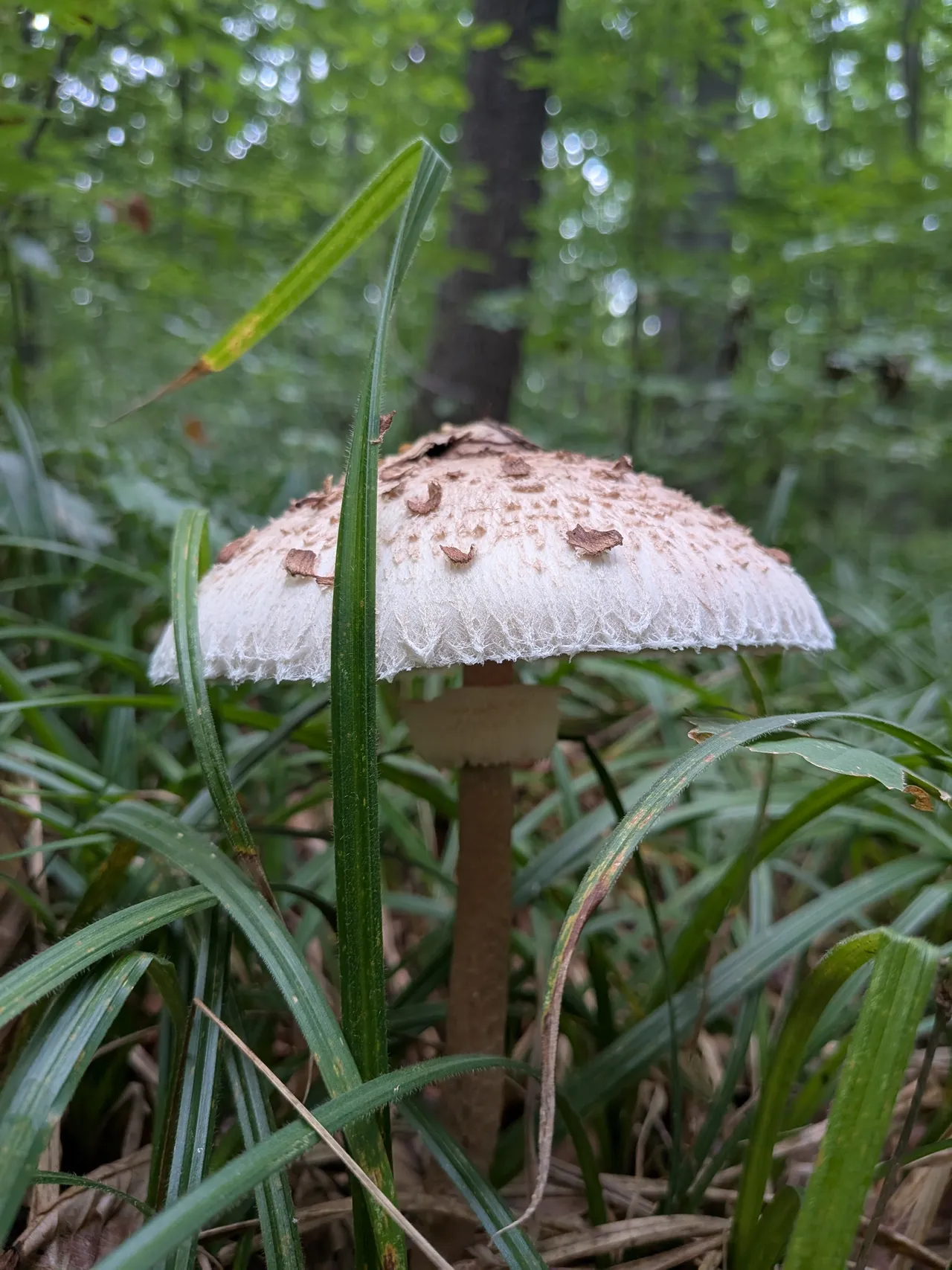 Bedla vysoká
