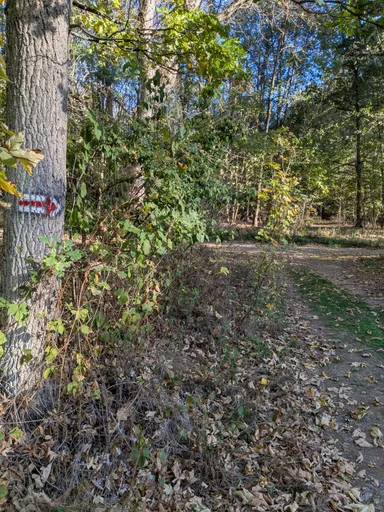 Červená turistická značka na kmeni stromu u odbočky lesní cesty doleva.