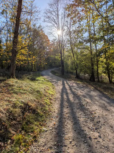 Rozdvojená lesní cesta s dlouhými stíny stromů v podzimním slunci.