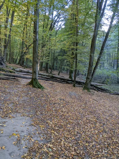 Lesní cesta pokrytá listím mezi vysokými stromy, za ní leží spadlé kmeny.