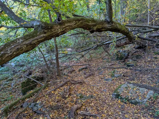 Ohnutý kmen habru se klene nad lesní cestou tak, že se pod ním dá pohodlně projít.