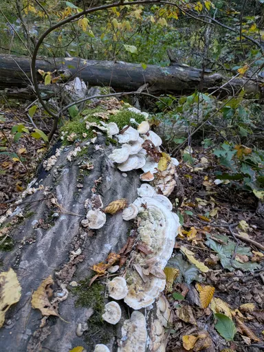 Outkovka hrbatá, bílé konzolky v řadách na padlém kmeni v podzimním lese.