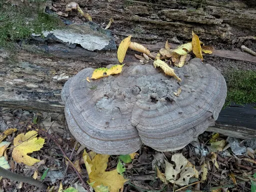 Lesklokorka ploská, široká šedohnědá konzola na tlejícím kmeni s popadaným listím.