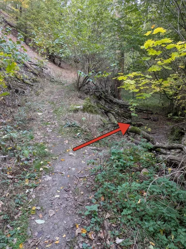 Úzká lesní pěšina, červená šipka ukazuje doprava nahoru mezi stromy.