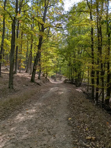 Široká lesní cesta klesá mezi vysokými listnatými stromy v podzimním lese.