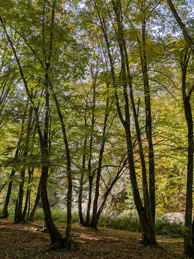Vysoké štíhlé listnaté stromy, mezi kterými prosvítá mohutná skála.