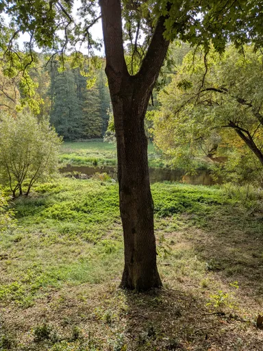 Osamělý strom na zelené louce u řeky Oslavy, za ním zalesněný svah.