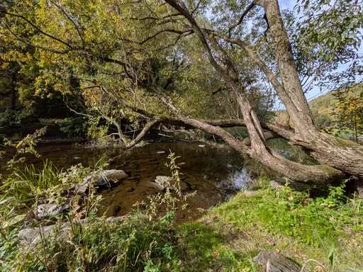 Zajímavě zakřivený strom se sklání nízko nad hladinou řeky Oslavy.