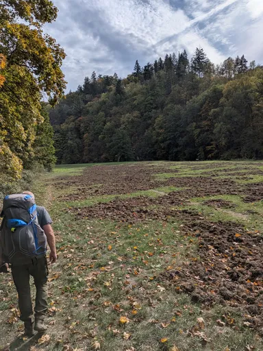 Trempa s batohem jde po louce rozryté divokými prasaty pod zalesněným svahem.