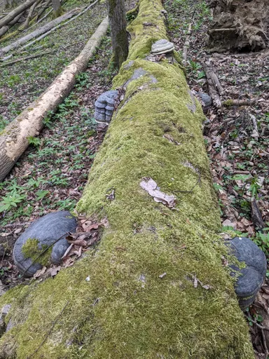 Padlý kmen obrostlý mechem, na něm troudnatce kopytovité