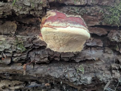 Houba s červeným kloboukem zespodu, světlá rýhovaná spodní strana