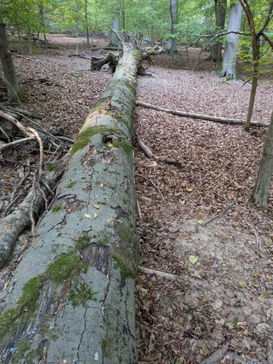 Obrovský padlý buk obrostlý mechem leží v listí u cesty