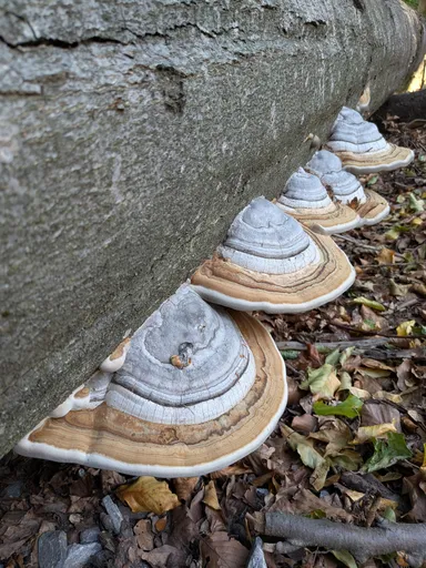 Řada mladých troudnatců kopytovitých na boku padlého kmene