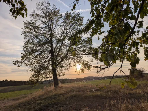 Osamělý strom na mezi proti zapadajícímu slunci